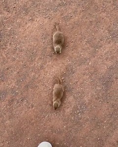 Addy Miller on Reels