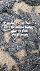 Vector Dragonfly on Reels | Facebook