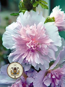 NEW! Lilac Spring Celebrities Hollyhock Seeds, Alcea Rosea AL9010 - Etsy Canada