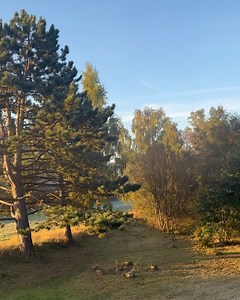 Mille Dinesen on Reels