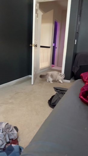 CJ Clark (@cjclarkofficial)’s videos with original sound - CJ Clark