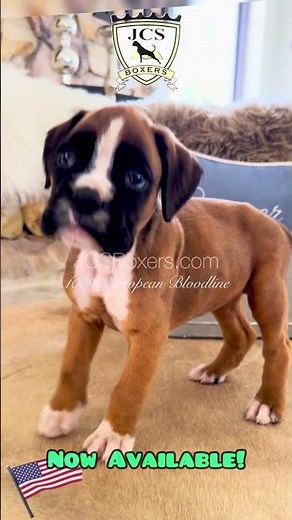 Outstanding! Female Boxer Puppy Available! 100 % European Guaranteed! Ready to go Dec. 2025