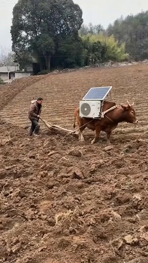 🇨🇳 这是中国乡村“民间智慧”（有时被称为乡村设备文化）与现代技术结合的一个生动例子，用于改善在烈日下劳作的艰苦条件。 🇬🇧 This is a vivid example of rural “folk ingenuity” in Chinese villages (sometimes referred to as rural gadget culture), combining traditional manual labor with modern technology to ease harsh working conditions under the scorching sun. 🇨🇳 这一做法的核心不仅是为了农民自身的舒适，更源于对工作牲畜的深切关怀。在传统农业中，牛是农民最重要的生产资产。安装这样的系统，体现了一个信念：如果动物感到舒适、不再过热，它们就能更高效、更优质地完成工作。太阳能板提供了自主能源，使牲畜变成了“移动的绿色空调站”。 🇬🇧 The core of this practice is not only the farmer’s comfor