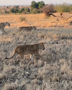 Four Seasons Safari Lodge Serengeti, Tanzania on Reels