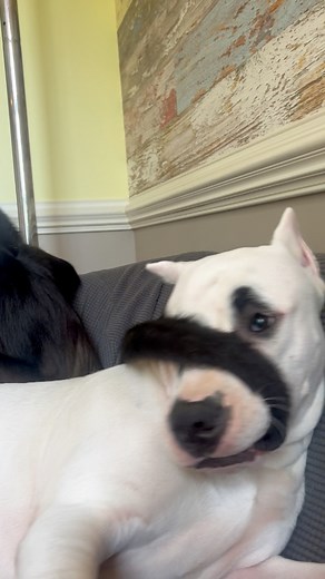 1.1M views · 10K reactions | Free game  | Keke Spidermonkey | Facebook