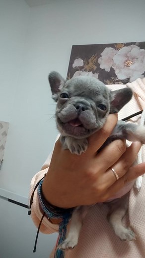 Willow, la Bouledogue Gourmande