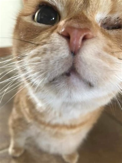 13K views · 2K reactions | Our sweet curmudgeon Cecil has left us ....