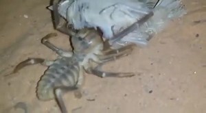 36K views · 241 reactions | Camel spider | Hard Nature | Facebook