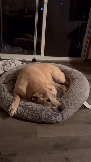 1.8K views · 48 reactions | Timber  is snoozing  it up!  #doglifestyle #fblifestyle #snoozing | View Pittsburgh | Facebook