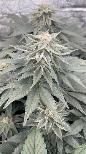 Moby Dick - Flower 🌺 Day 41 - Coco