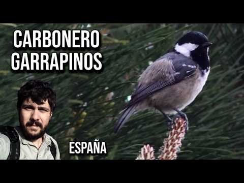 Coal tit (Periparus ater)