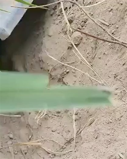 The Street Dog Project on Reels