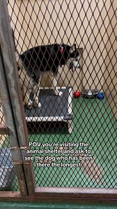 4.6K views · 41 reactions | Rex is adoptable at Yakima Humane Society in Yakima, Washington. Visit yakimahumane.org for more info. #shelterdogsrock #yakimawashington #siberianhusky #adoptme #rescueme | Julie Saraceno | Facebook