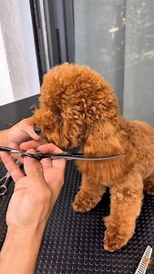 252K views · 16K reactions | Colegas en peluquería canina. Este...