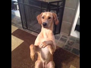 Best Vines Compilation September 2013 (97 Vines!)