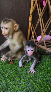 7K views · 266 reactions | Babe why are you crying? | Tom & Jerry Family | Facebook