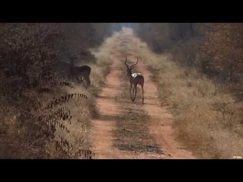African Safari Hunting Part 2 - Gazelle Hunting