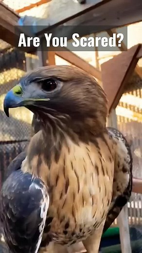 Hawk Sounds: Effective Bird Scaring Techniques