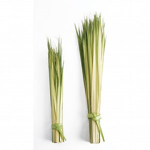 Palm Gardens | Palm Sunday Palm Supplier in Alamo TX