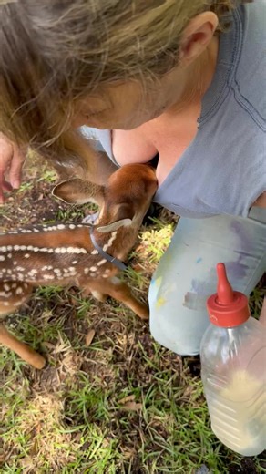 Wildlife Encounters: Understanding Deer Behavior