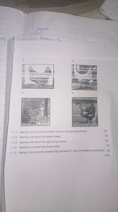 Identify and name the chicken that is a dual-purpose breed.Ide... | Filo