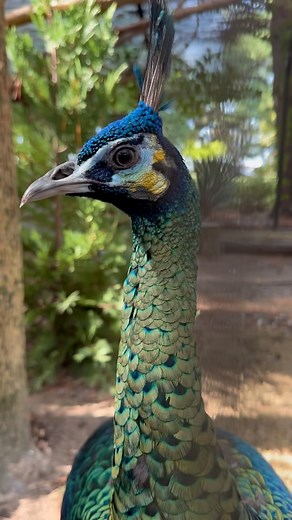 The ever exquisite Mr. Eclipse 💚🦚💚 #JavaGreenPeafowl #PavoMuticus #MuticusMuticus #PeacocksOfInstagram #EndangeredBirds #EndangeredSpecies #HotOffTheNest #birdsofinstagram #birdsofinsta | Hot Off The Nest