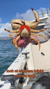 2.7K views · 38 reactions | Female Blonde Rock Crab carrying eggs, Feed and Release. Fun fact: out of 2 to 4 million eggs, only 1–2 eggs actually reach to be mature adult crabs. ##guyharvey##ghof##turnthetides##crabs##crab##fishtok##rockcrab##fishing##fish##fisherman##sustainable##foryoupage##natgeo##fishingtiktoks##fishcontent##ocean##nationalgeographic##santacruz##friendliestcatch##womenshealth | Bailey Sarian Fans Forever | Facebook
