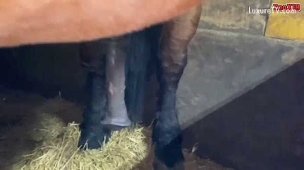 Horse get's horny and belly slapping