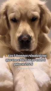 6.4K views · 1.9K reactions | Sorry not sorry, Je pose ça là ✨ . . . #petsearch #lostpet #viedechien #atlas_legoldenfrenchie #fblifestyle | Atlas le Golden Frenchie | Facebook