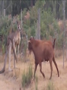Kangaroo Vs goat | J chandola