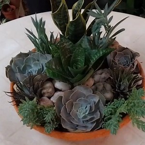 The Art of Assembling Succulent Arrangements😍 #succulents #succulentlove #succulentaddict #succulentgarden #succulents #garden #gardening #gardening #gardenlife #gardenlove #gardendesign #gardeninspiration #gardeninspiration #garden #beautiful #beauty #plantas #HomeDecor #nature #dish #viral #Amazing #video #art #home #foryou #fyp #plants #plantsmakepeoplehappy #plants | Decor & Beauty