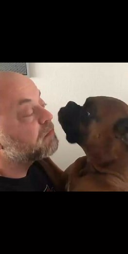 My best friends #boxerdog #boxerpuppy #boxerlife #boxers #boxerlover #doglover #doglife #dogsofinstagram #boxer #dog | Latoya Barnes