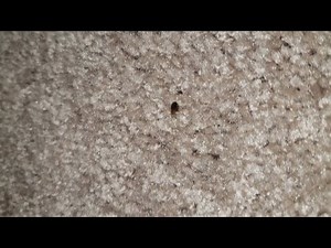 Bed Bugs Bite Renters During 1st Night In House