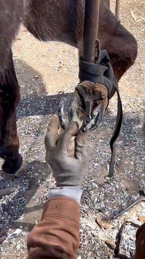 3.2K views · 25 reactions | Trim donkey hooves, install horseshoes, protect hooves #animals #animal #horse #cow #donkey #hoofcare #satisfying #hoof #care #helping #farrier | Hoof Farrier | Facebook