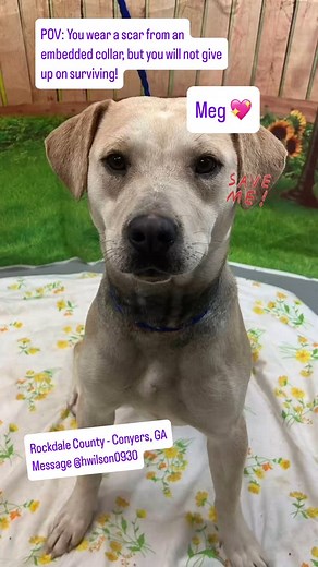 Can you imagine having collar so tight and heavy that it gets embedded in your neck? That is what Meg has endured and now wears a badge of survival in the form of a neck scar. Let’s save Meg before her time is up. She is scheduled for euthanasia this week. Why? Because the shelter is full and more dogs keep pouring in. Despite her scar and mistreatment in the past, Meg is a friendly, sweet lab mix. 🩷 Meg - Female. Adult. Lab mix. Rash/Scar from old embedded collar. 42 lbs. AC#3120. Rockdale Cou