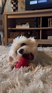 1.2K views · 38 reactions | Zipper wants to zip in and steal your heart  He has snapped and once bitten a human, so NO kids, please!! Breed: Maltese Sex: Male Age: 6 yrs Weight: 10 lbs Get all the info about Zipper here ➡️ dogswithoutborders.org/dog/zipper Apply to adopt at DWB.pw/adopt-app  Los Angeles DogsWithoutBorders.org #dwbrescue #dwb #losangeles #socal #adoptme#savealife #adoptdontshop #rescuedog #rescuedogsrock #maltese | Dogs Without Borders | Facebook