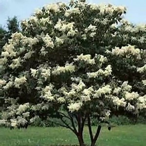 White Japanese Lilac - 25 Seeds - Ivory Silk Tree Extremely Fragrant - Showy Flowers - Etsy