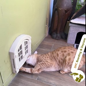 Mission: IMPOSSIBLE!! 😆 #dkc #dkcanimalpeople #dkcboarding #dkcdaycare #dkcrelocations #dkcvet #petboardingdubai #petdaycare #dubaipetcare #petcareindubai #animalboarding #dubaipetservices #dubaikennel #dubaicattery #dubaidogcare #catcaredubai #dubaipetcommunity #petsdubai #dubaipets #exoticpet #dubaifelines #mydubaicats #petboarding #longhairedcats #shorthairedcats #dubaicat #catsindubai #uaecats #expatcat | Dubai Kennels & Cattery and DKC Veterinary Clinic