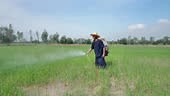 Senior Asian farmer sprayer herbicides on paddy fields. Man working...