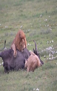 325K views · 2.4K reactions | Two Lion trie attacks a buffalo | Hugh Best | Facebook
