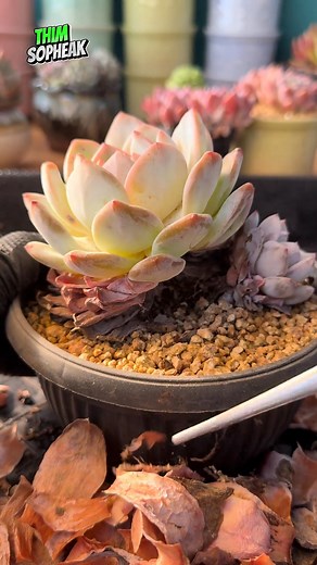 Removing the old leaves feels so good 🍂🥰 | Thim Sopheak