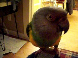 My senegal parrot Zoe singing and whistling and talking.