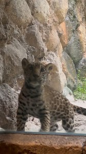 14K views · 357 reactions | Jacksonville Zoo and Botanical Gardens on Reels | Facebook