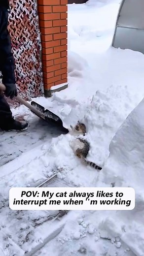 Meow interruptus: The sequel #cat #funnycat #catonsnow #catvideos #naughtycat #catlover #kitten | Cat Funny Videos 018