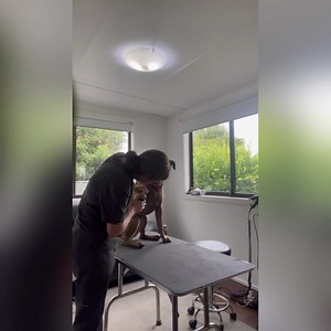 Weekly maintenance ✅ Nail trim ✅ Dremel ✅ Teeth ✅ Ears ✅ General check over When you assign a specific day to do everything then it’s hard to forget :) | The Balanced Canine Sydney