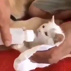 Cane salva gattino :) | Radio Flash