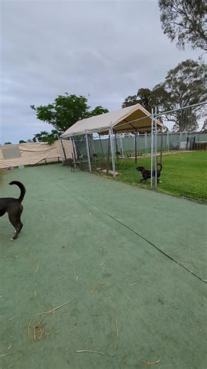 Nymiria is a 1 yr old kelpie x, desexed girl who is available for adoption. She is very sweet, obedient and affectionate. She is good with people and children and selective with other dogs. No cats or livestock. If you would like to schedule a meeting with her, please give me a call at 0406724942. Located in Bargo, just south of Campbelltown NSW. | Sydney Dog Behaviourist - George Tran