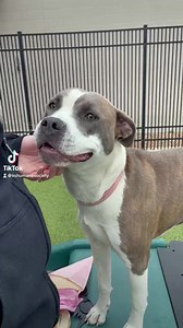 Kansas Humane Society on Reels