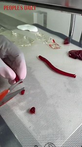 The art of sugar: From bubbling syrup to lifelike sculptures as if made of crystal and gems, a Chinese craftsman shows his creativity and talent in his daily job. #ChinaGotTalent | Beautiful China