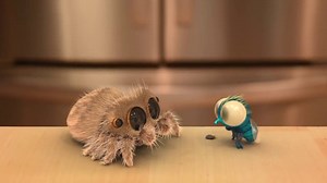 108K views · 3.3K reactions | Lucas the Spider finally found a new friend! More here: youtube.com/channel/UCNqRS1gSJFMNPVwye1gyI_g | Naturee | Facebook